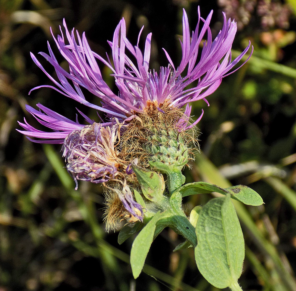 Изображение особи Centaurea abnormis.