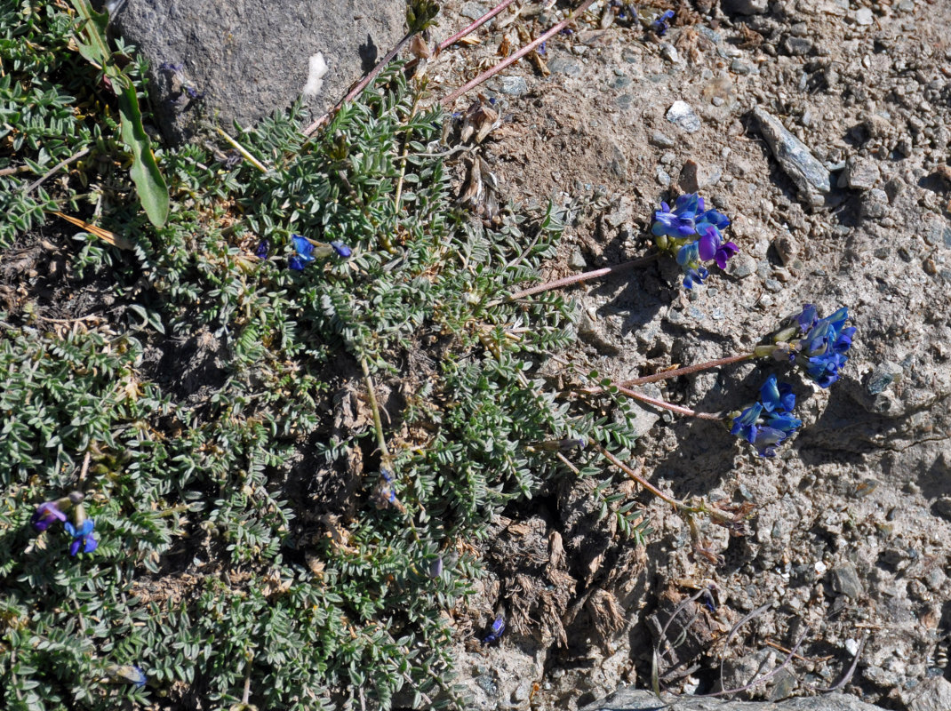 Изображение особи Oxytropis tianschanica.