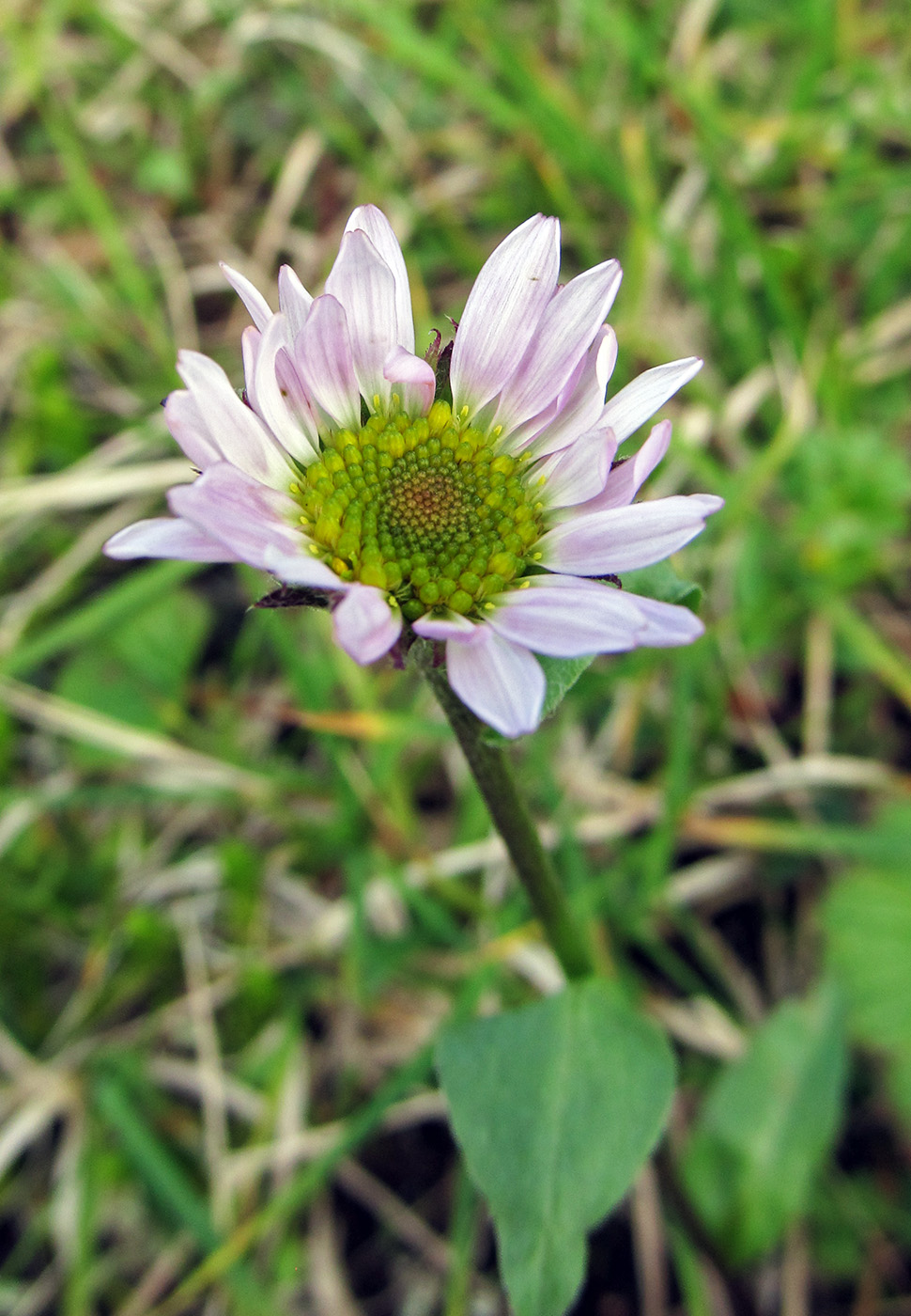 Image of Erigeron peregrinus specimen.