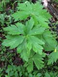 Trollius europaeus. Листья. Беларусь, Минская обл., Минский р-н, окр. агрогородка Колодищи, поляна в преимущественно сосновом лесу. 30.07.2017.