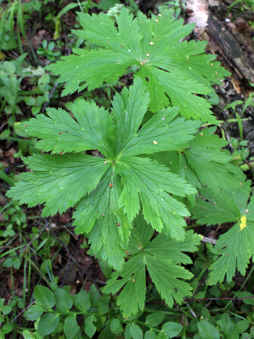 Изображение особи Trollius europaeus.