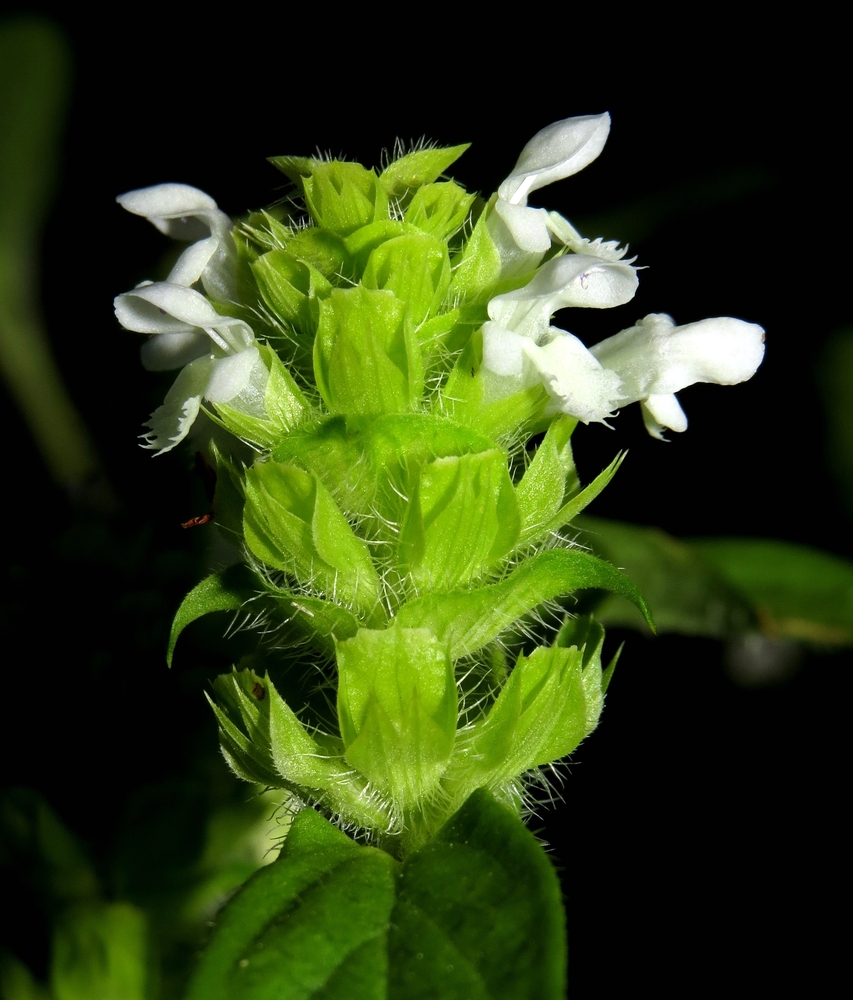 Image of Prunella vulgaris specimen.