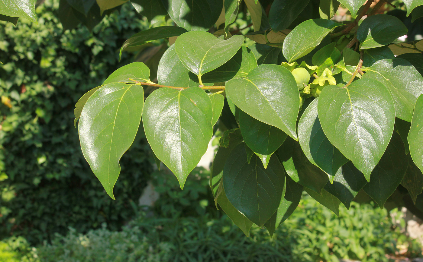 Image of Diospyros kaki specimen.