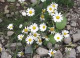 Tripleurospermum inodorum. Цветущeе растение. Камчатка, Усть-Камчатский р-н, вдоль дороги к северу от пос. Ключи. 25.08.2016.