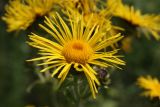 Inula helenium