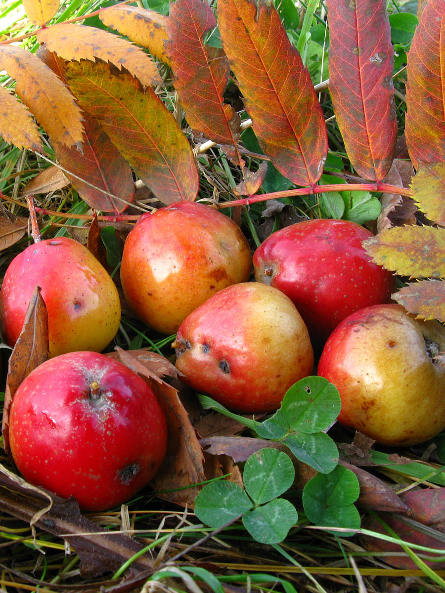 Изображение особи Sorbus domestica.