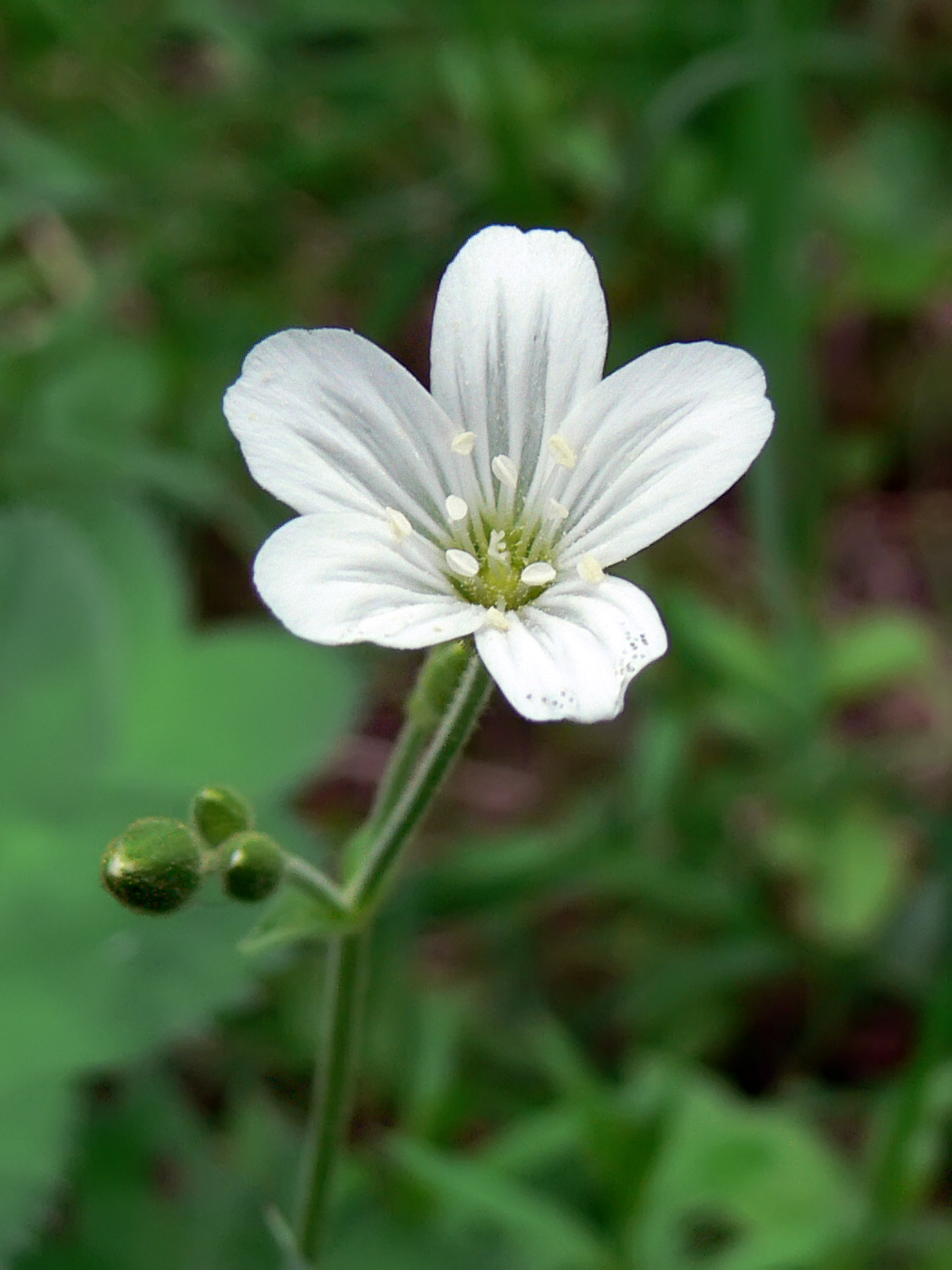 Image of Cerastium pauciflorum specimen.