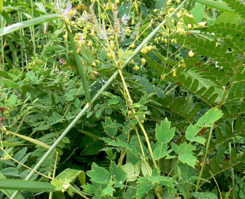 Image of Thalictrum minus specimen.