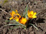 Crocus olivieri подвид balansae. Куртинка цветущих растений (сорт 'Orange Monarch') с фуражирующей пчелой. Краснодарский край, г. Усть-Лабинск, на приусадебном участке. 08.03.2018.