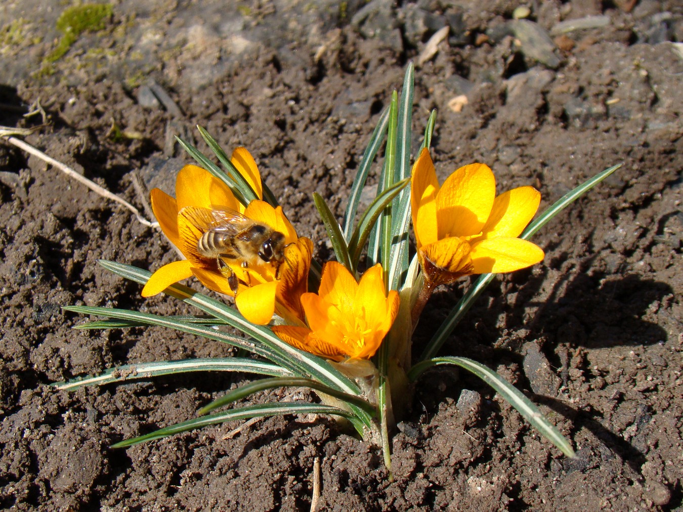 Изображение особи Crocus olivieri ssp. balansae.