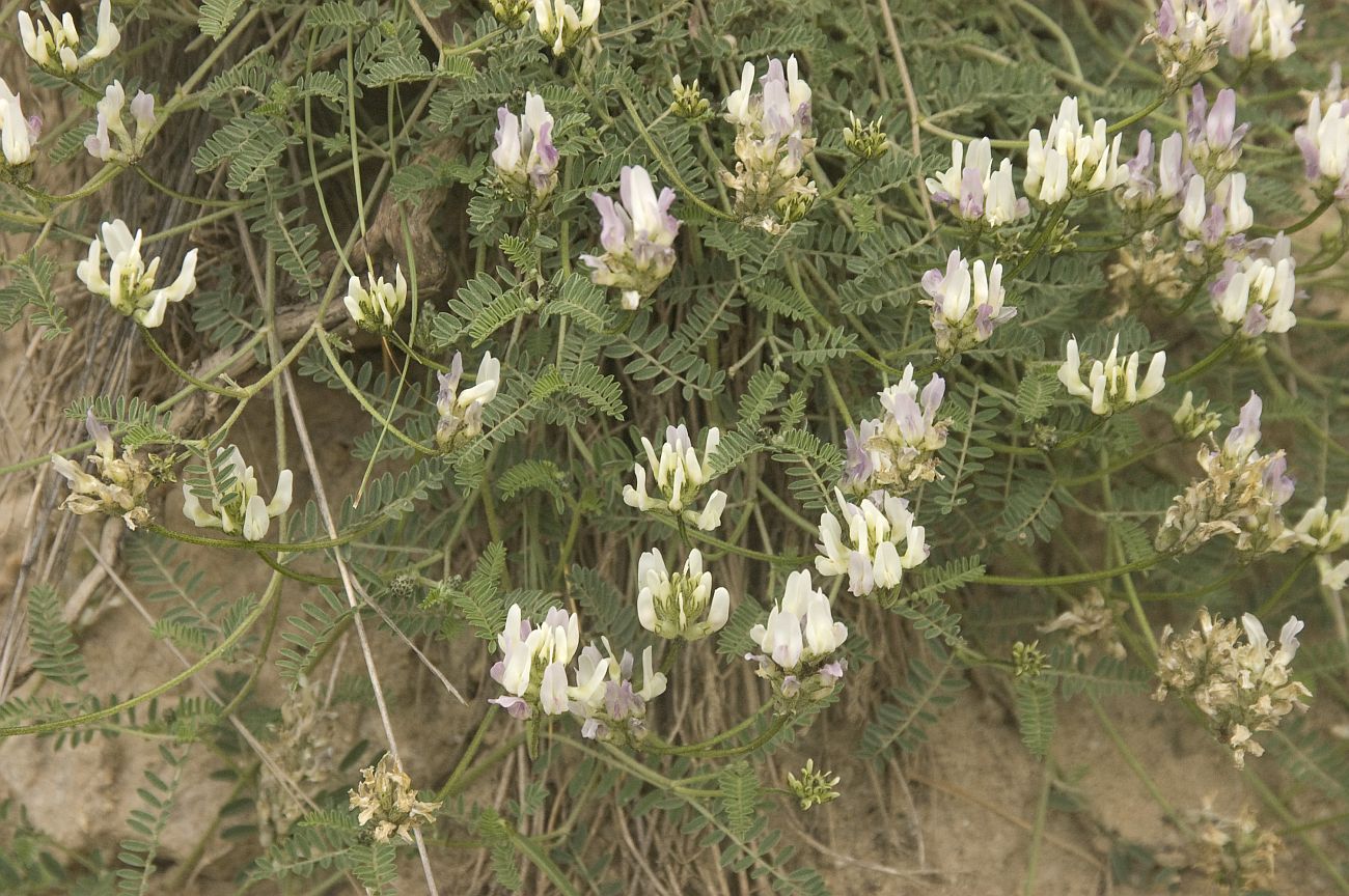 Изображение особи Astragalus captiosus.