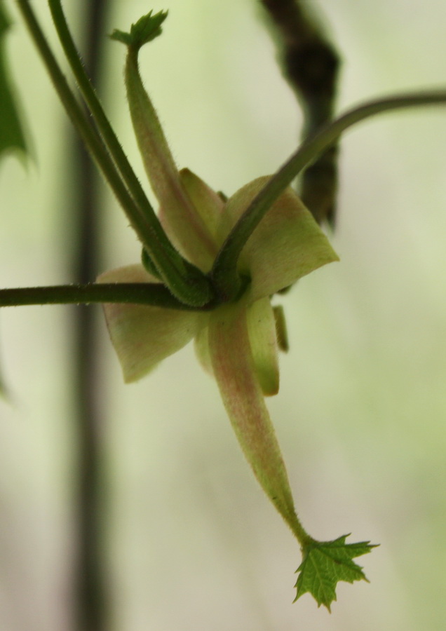 Image of Acer platanoides specimen.