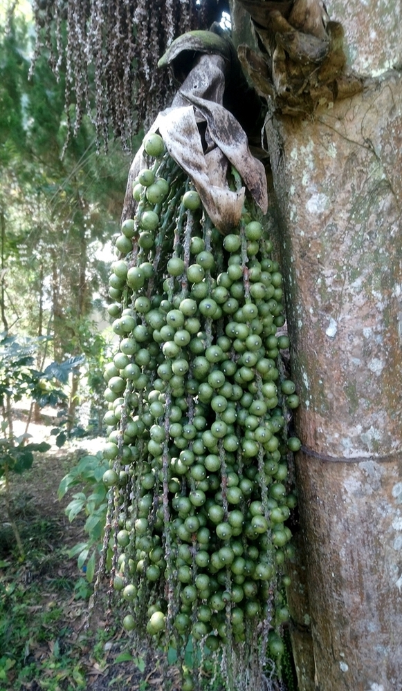 Image of Caryota mitis specimen.