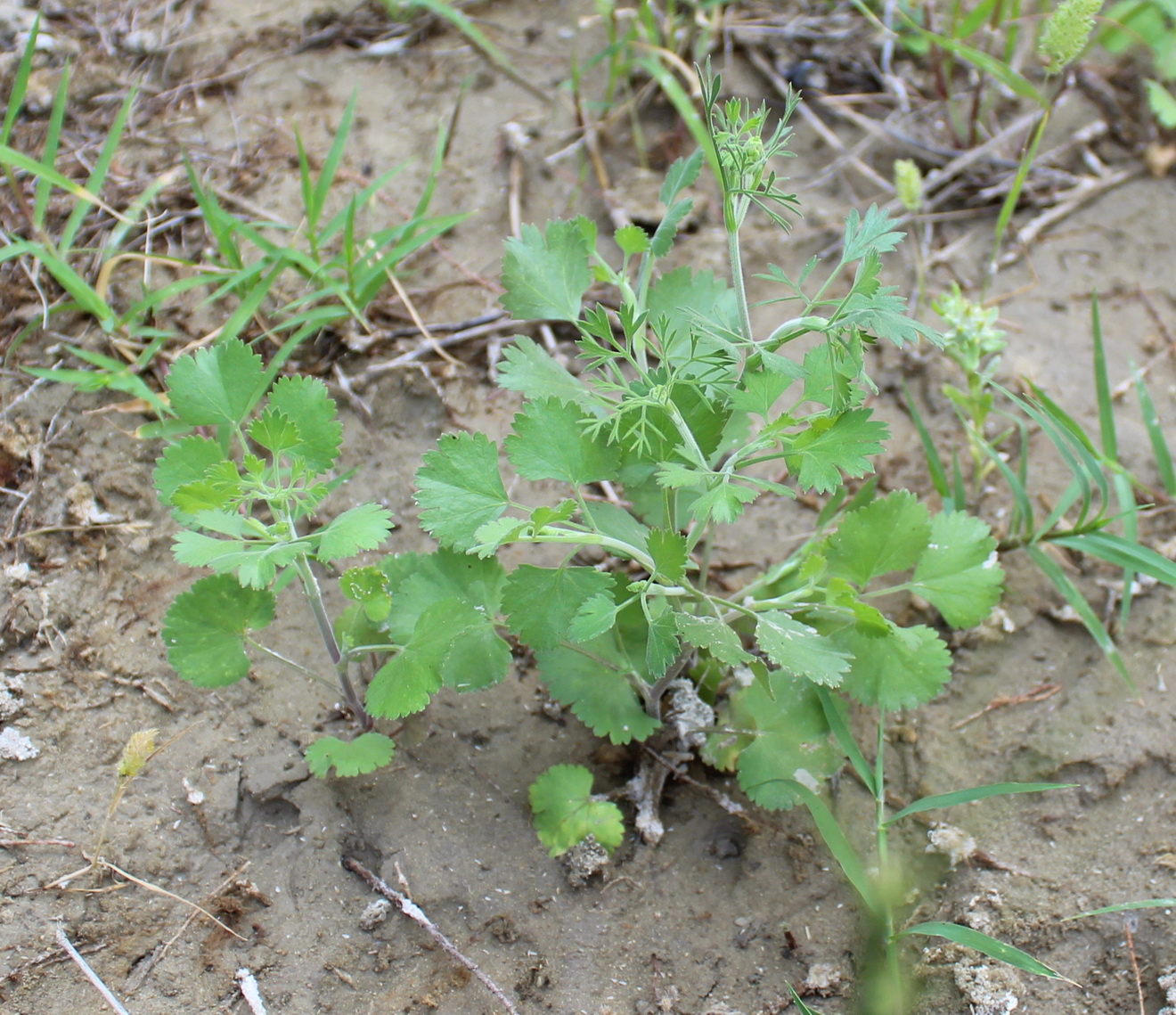 Image of Pimpinella puberula specimen.