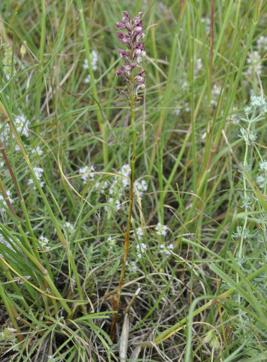 Изображение особи Anacamptis coriophora.