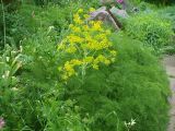 Ferula tenuisecta