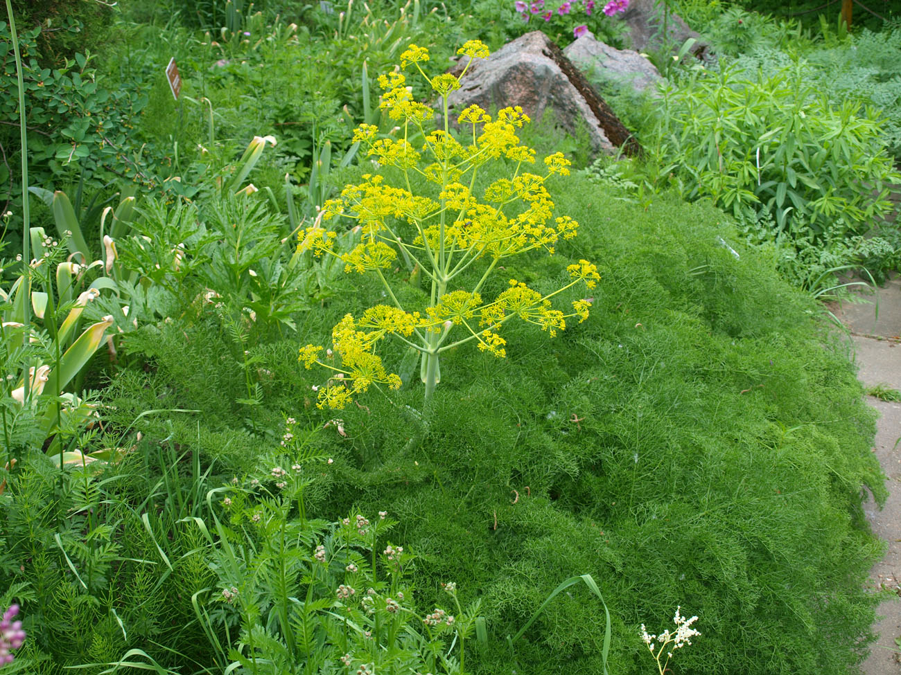 Image of Ferula tenuisecta specimen.