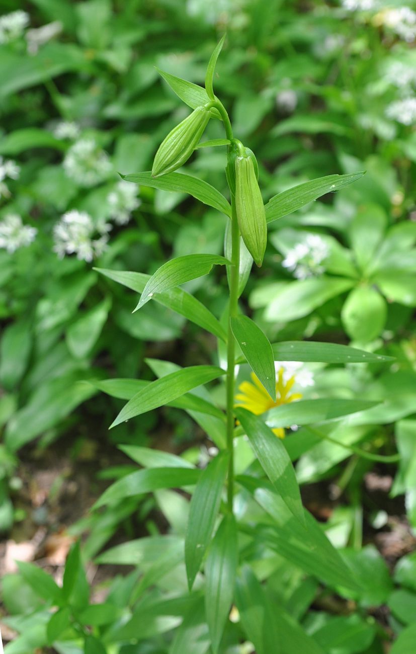 Image of Lilium monadelphum specimen.