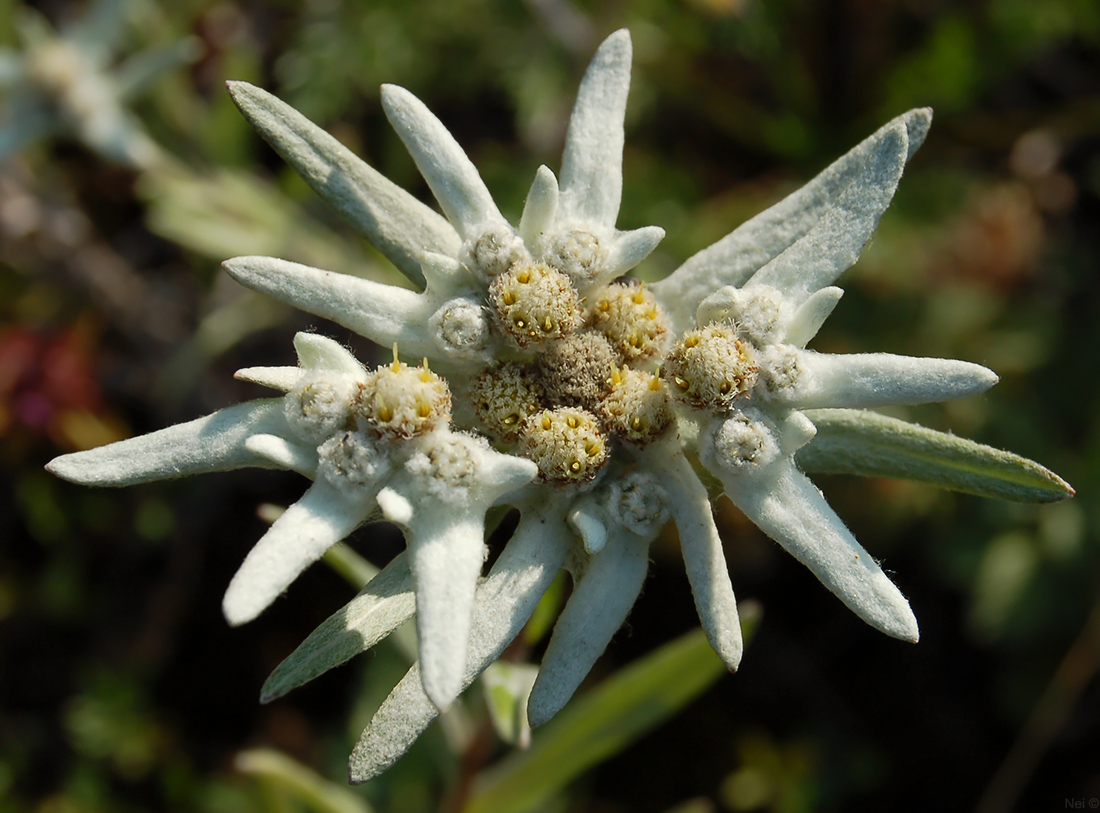 Image of Leontopodium fedtschenkoanum specimen.