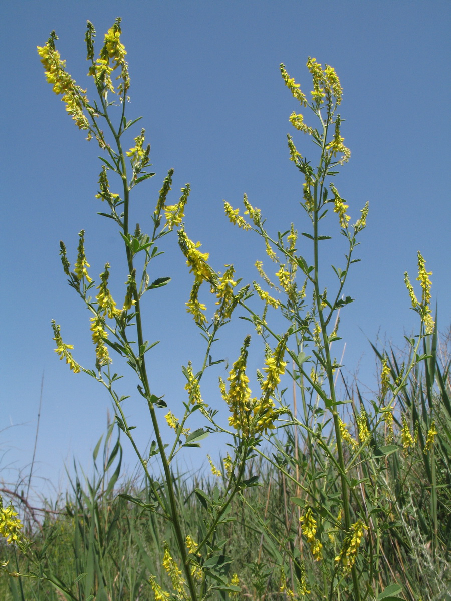 Изображение особи Melilotus dentatus.