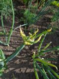 Allium &times; proliferum
