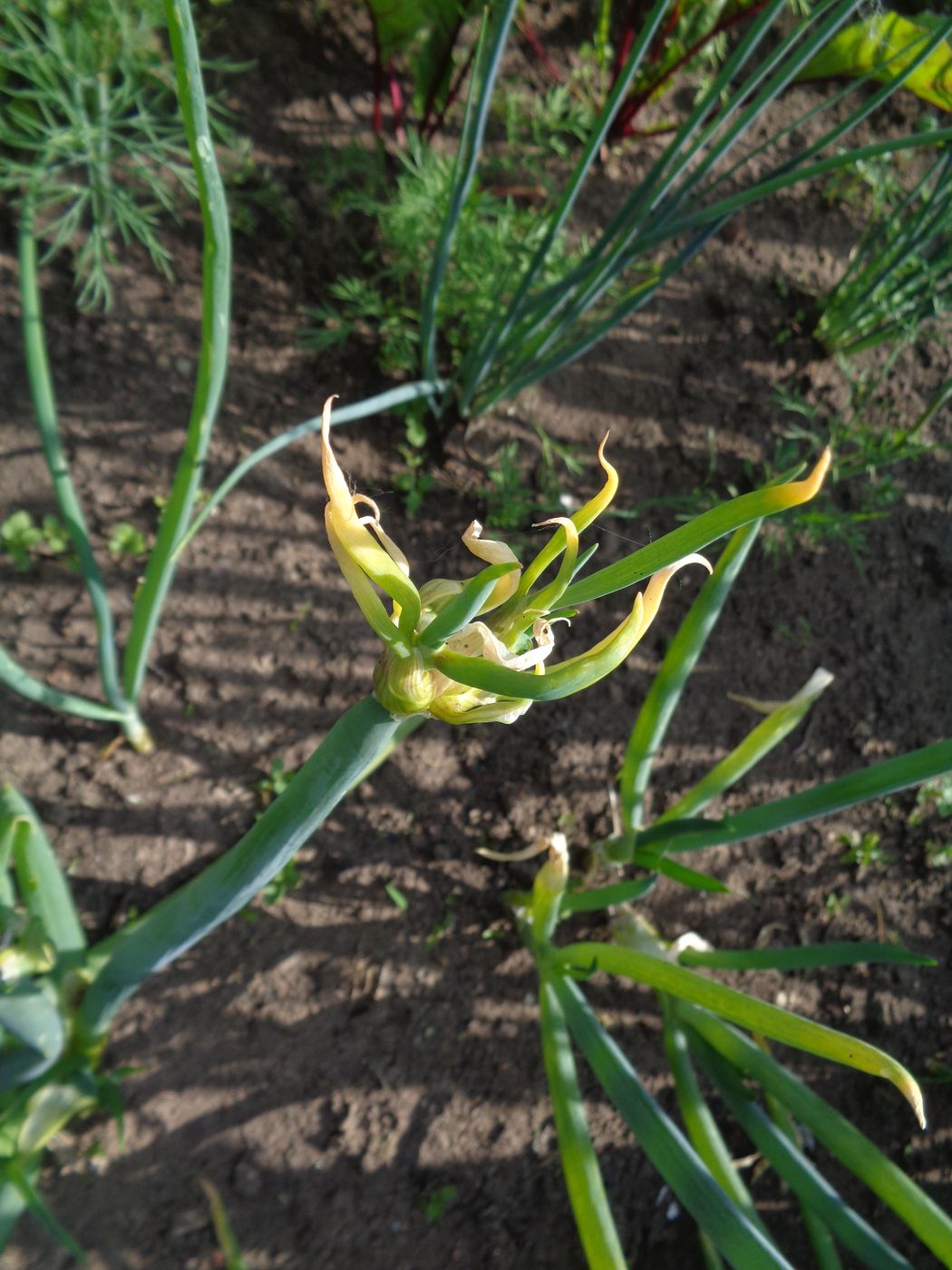 Изображение особи Allium &times; proliferum.