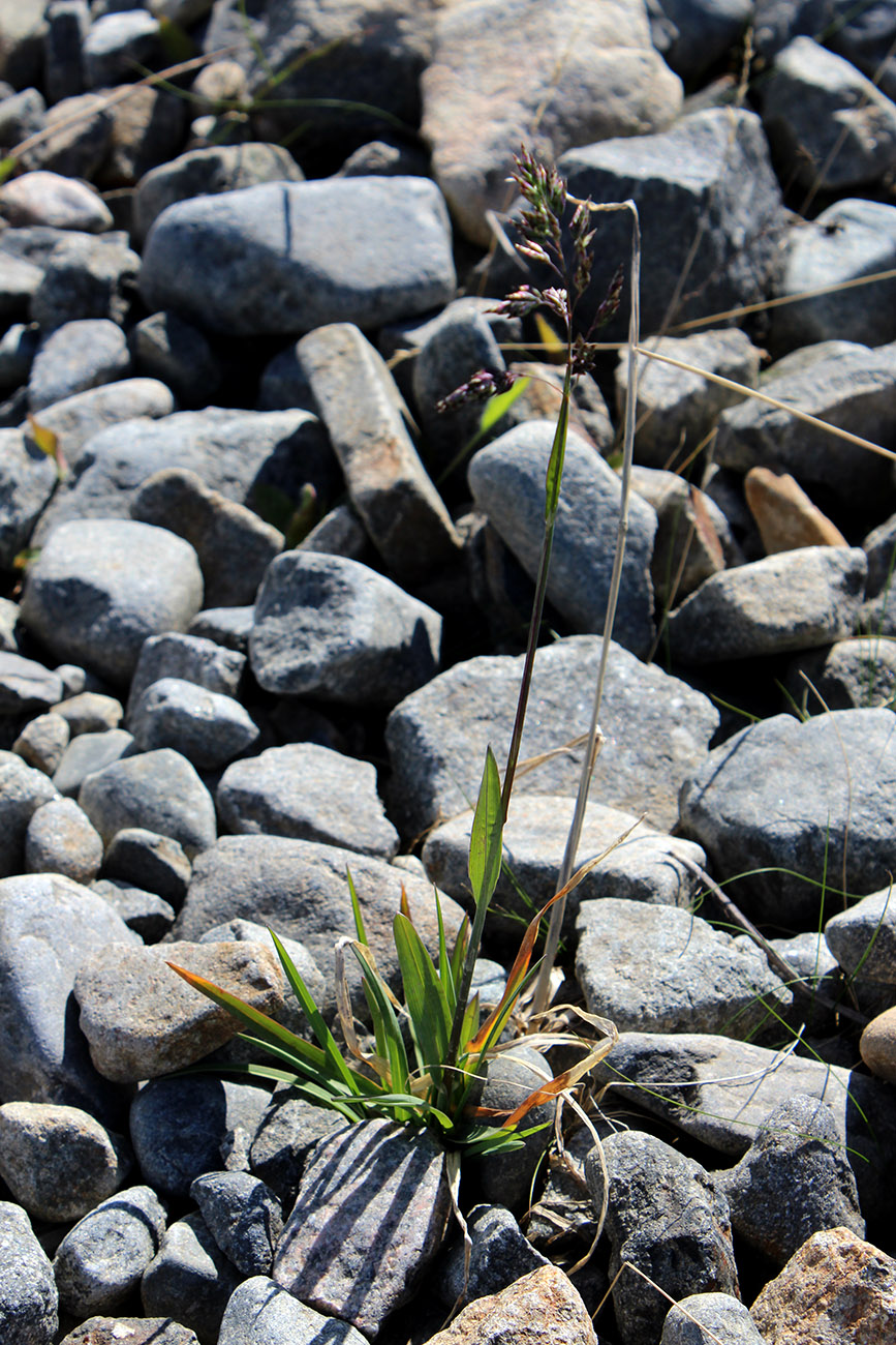 Image of Poa alpina specimen.