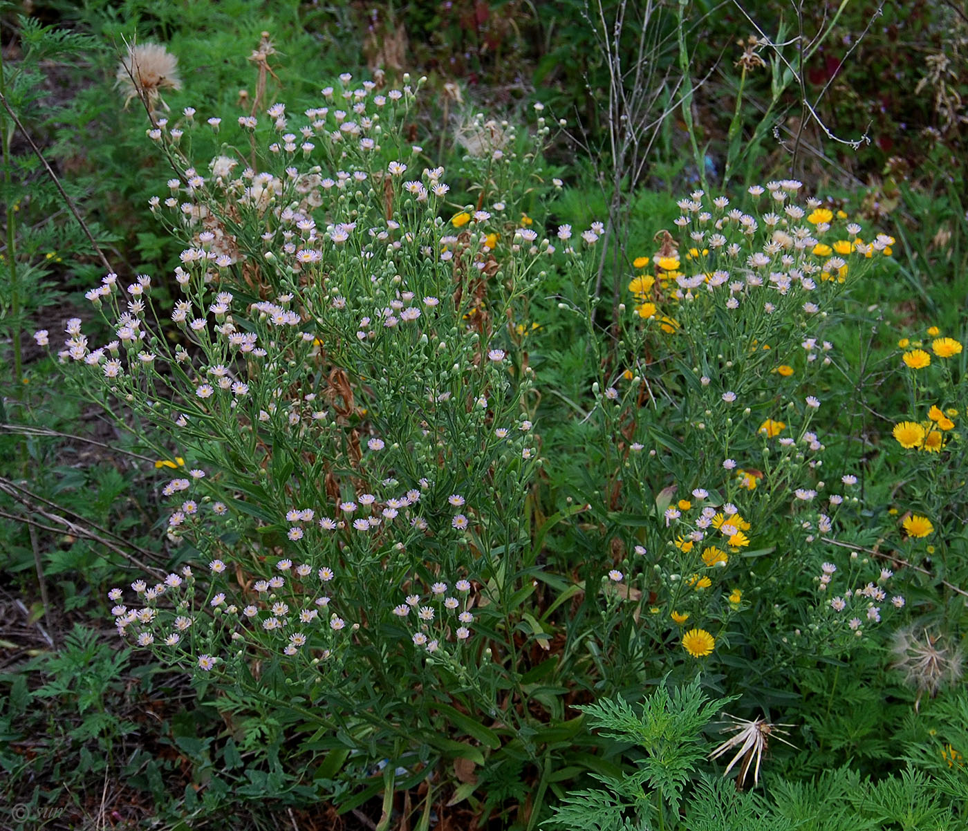 Изображение особи Erigeron acris.