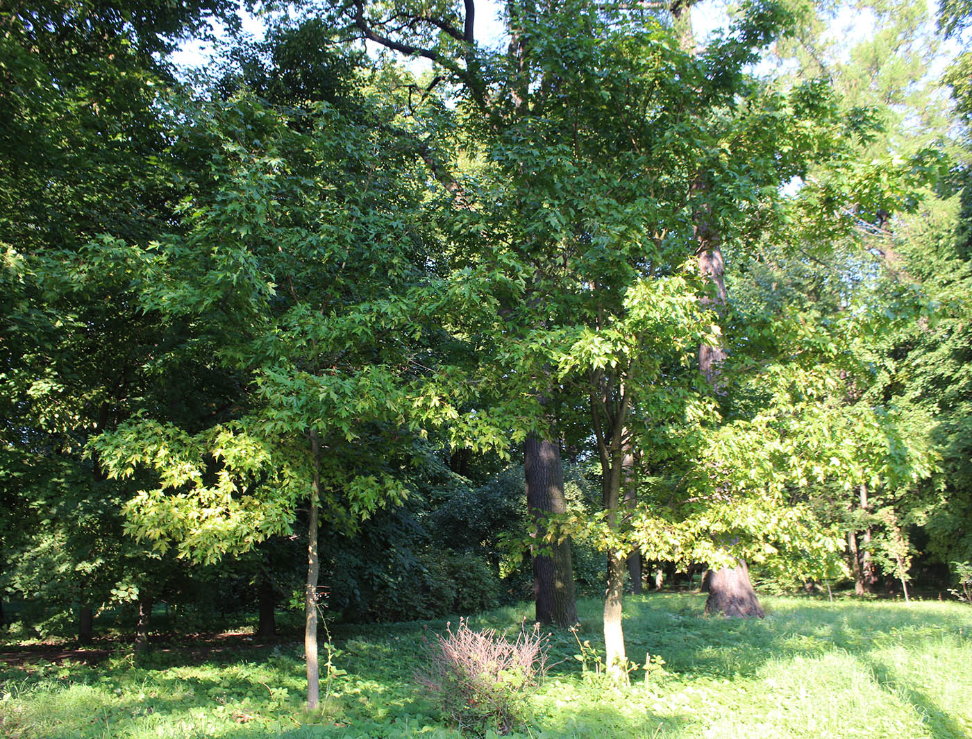 Image of Acer miyabei specimen.