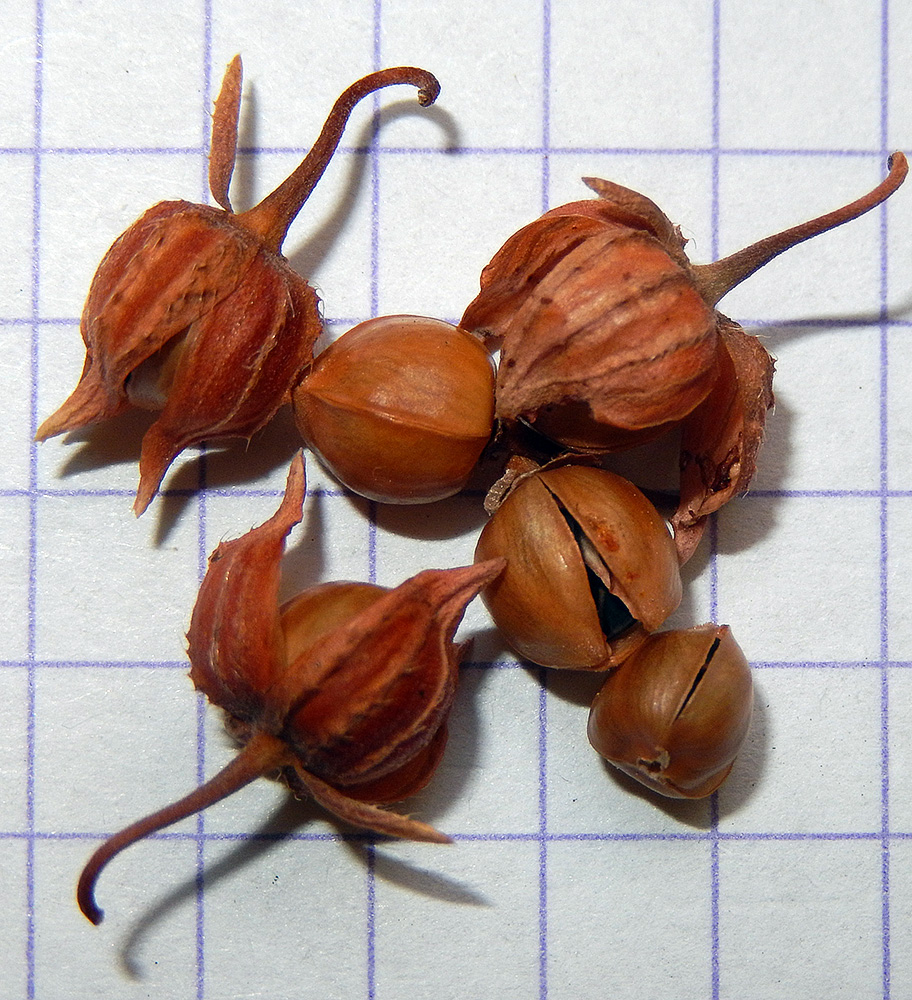 Image of Fumana procumbens specimen.