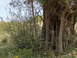 Olea europaea