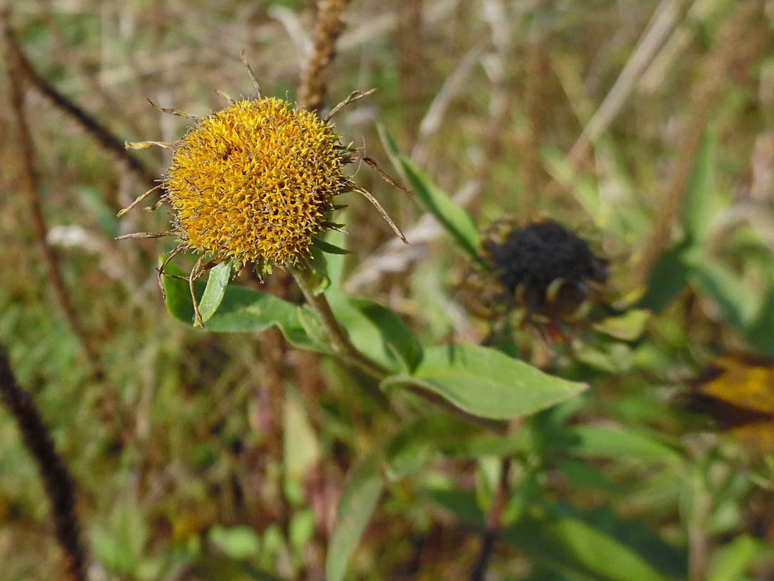 Изображение особи Inula britannica.