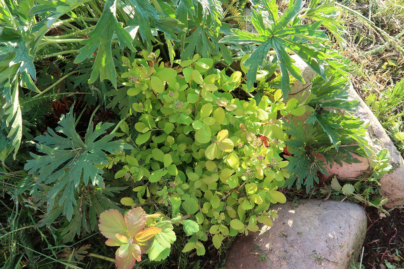 Image of Spiraea betulifolia specimen.