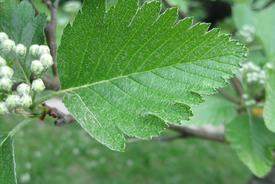 Изображение особи Sorbus intermedia.