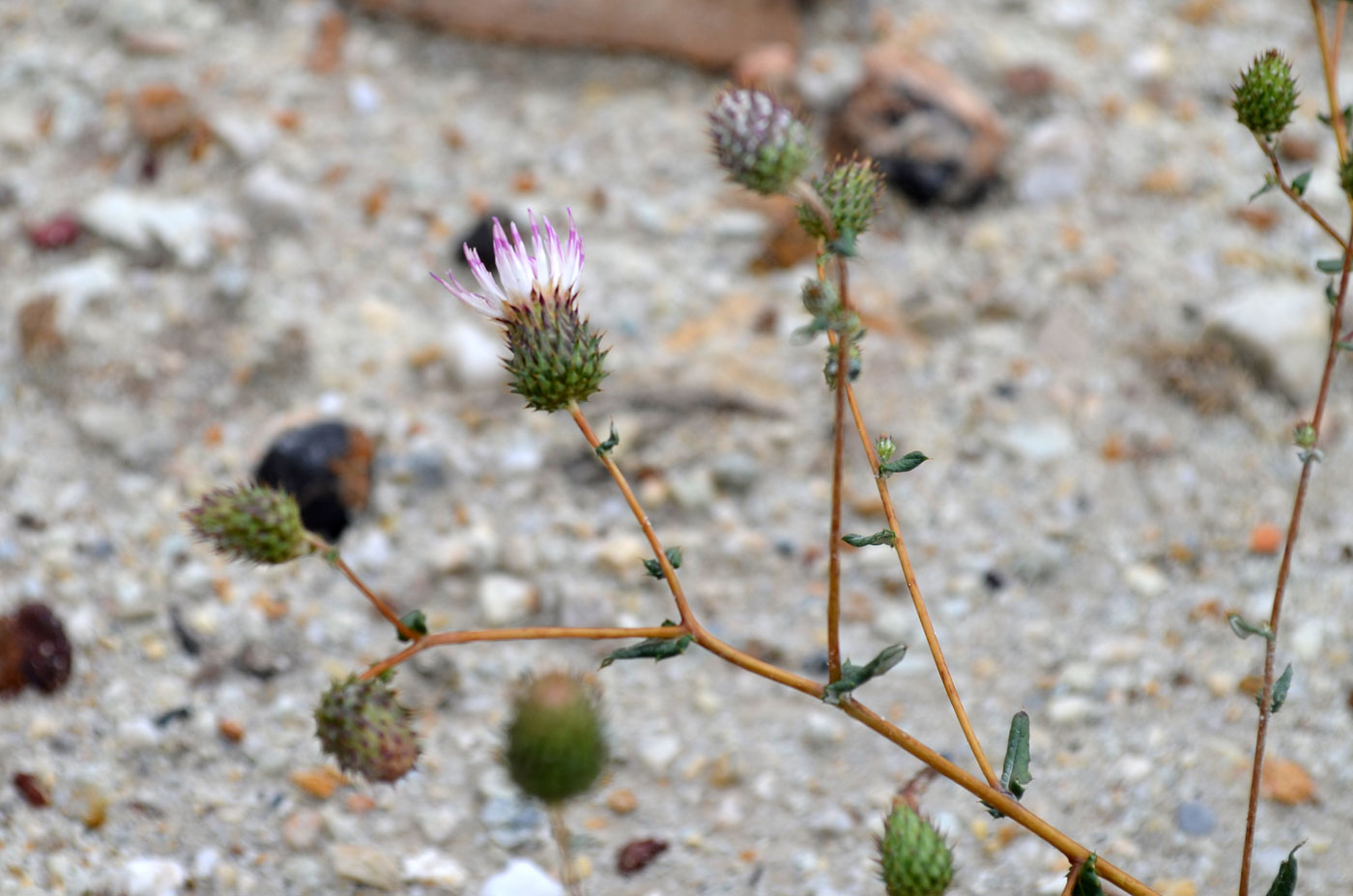 Image of Cousinia krauseana specimen.