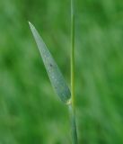 Hordeum spontaneum