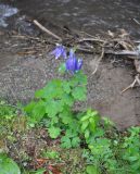 Aquilegia olympica. Цветущее растение. Грузия, Боржоми-Харагаульский национальный парк, берег руч. Квабисхеви, ≈ 900 м н.у.м, хвойный лес (ель восточная). 26.05.2018.
