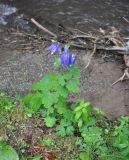 Aquilegia olympica