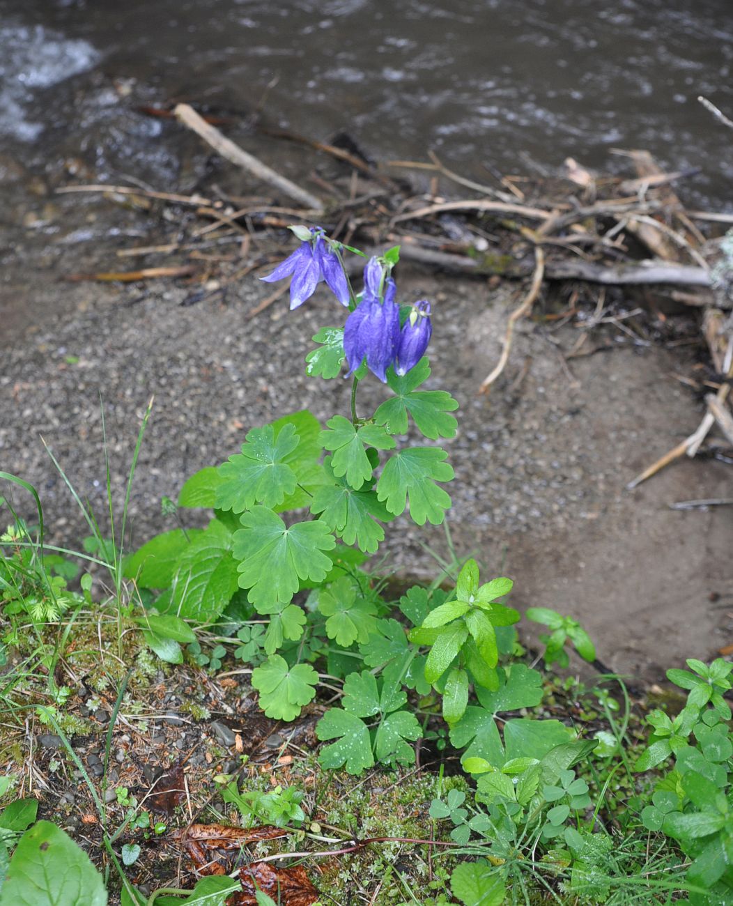 Изображение особи Aquilegia olympica.