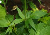 View full-size image genus Valeriana