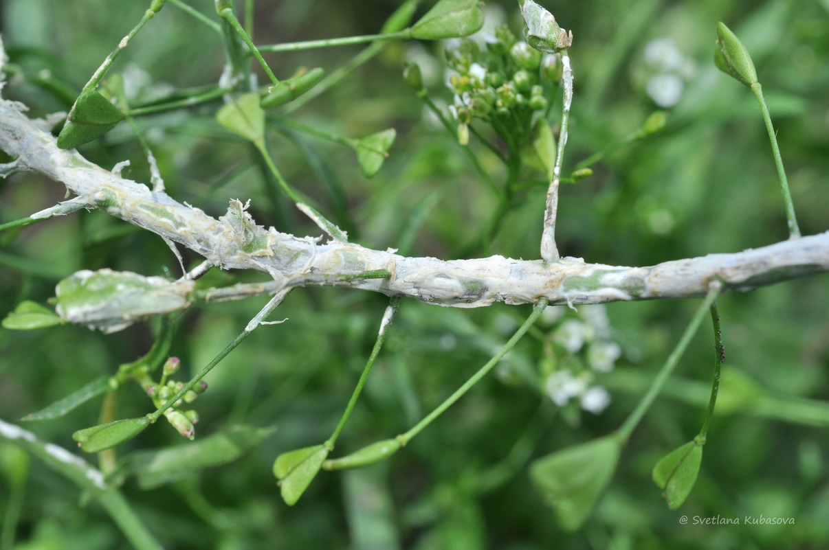 Изображение особи Capsella bursa-pastoris.