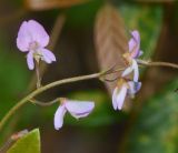 Desmodium adscendens. Часть соцветия. Танзания, автономия Занзибар, о-в Унгуджа, Central South Region, национальный парк \"Jozani Chwaka Bay\". 29.10.2018.