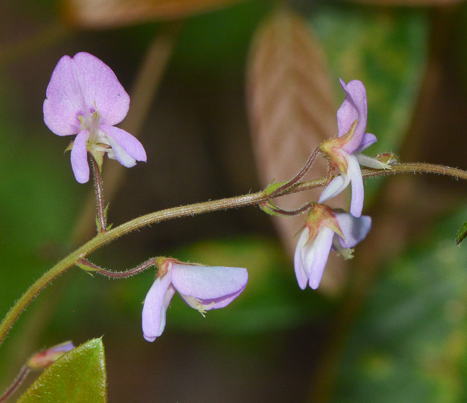 Изображение особи Desmodium adscendens.