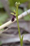 Ophrys insectifera