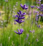 Lavandula angustifolia