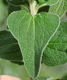 Phlomis lunariifolia