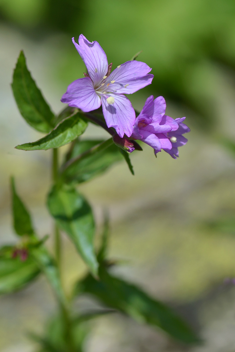 Изображение особи Epilobium algidum.