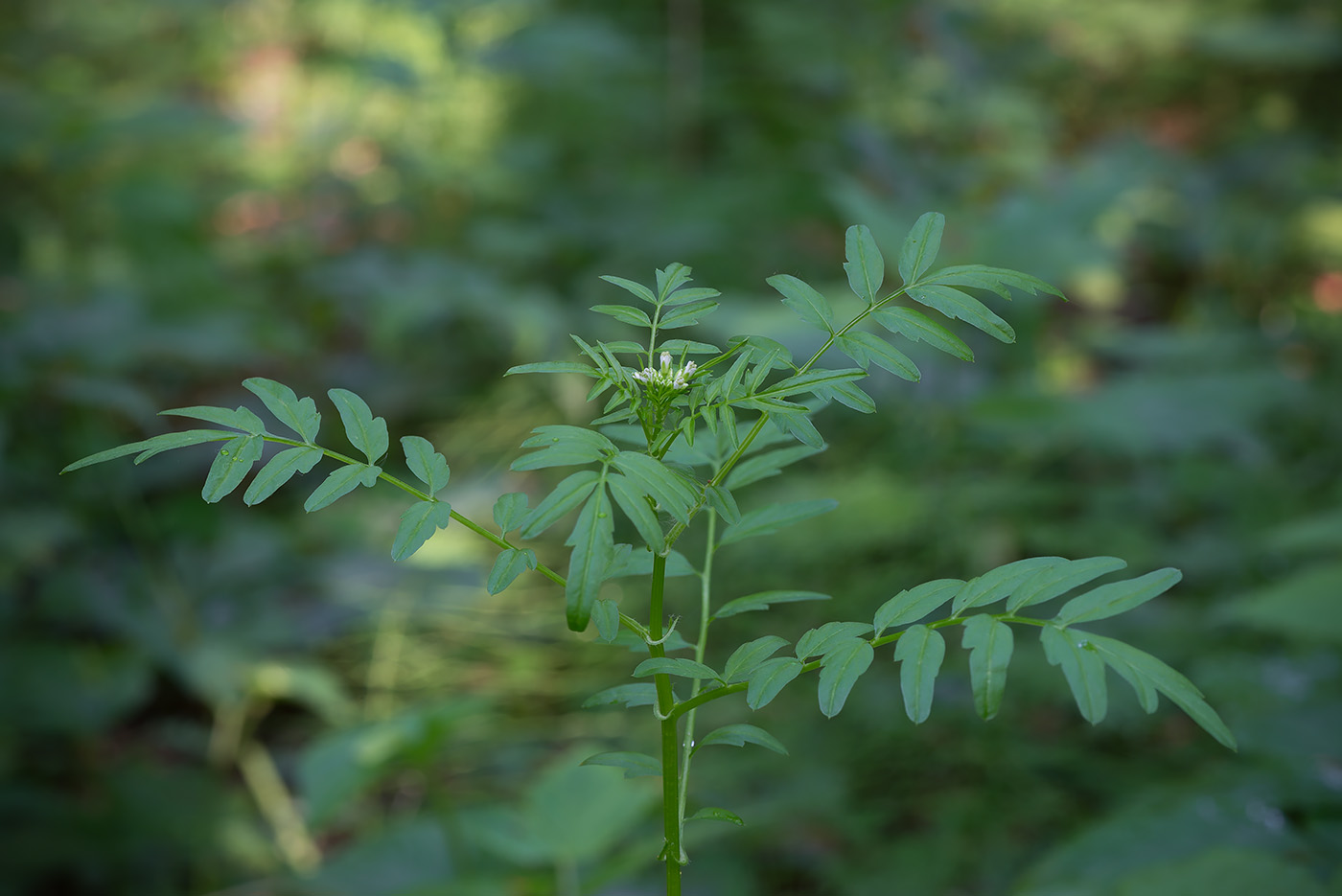 Изображение особи Cardamine impatiens.