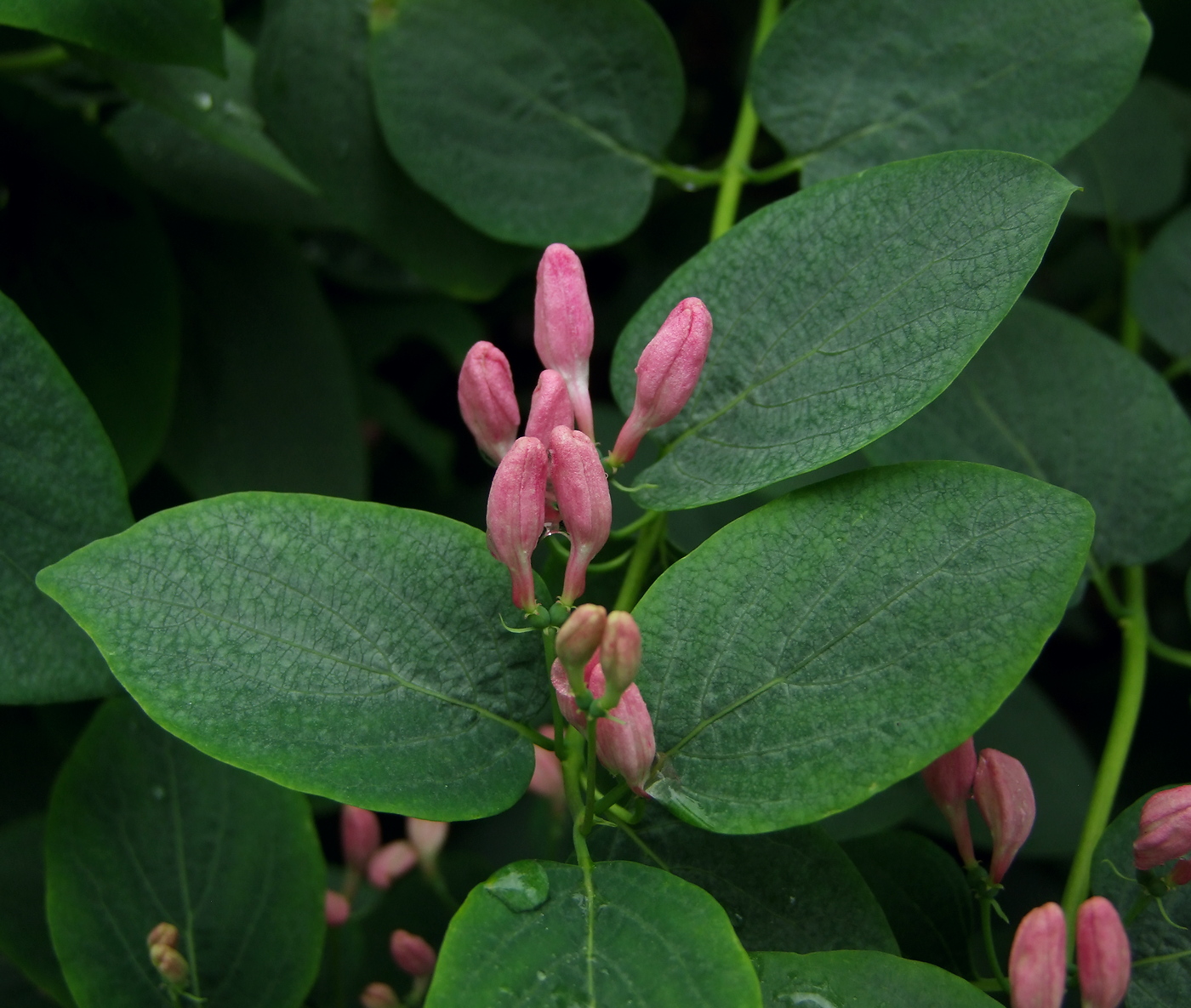 Image of Lonicera tatarica specimen.