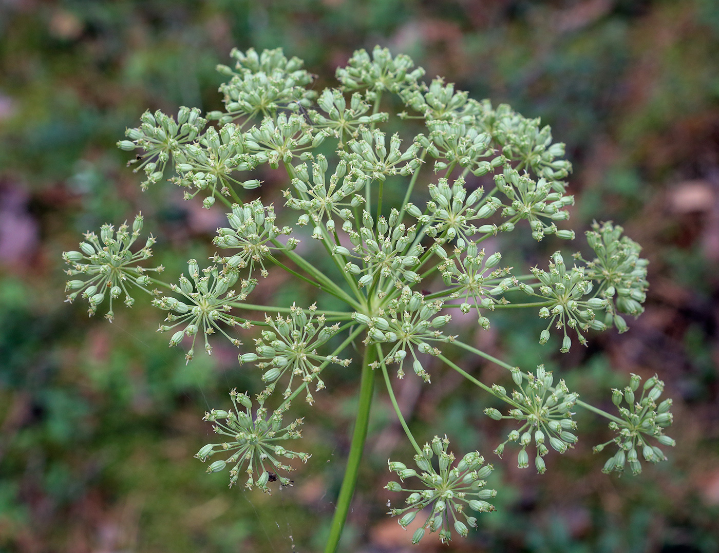 Image of Seseli krylovii specimen.